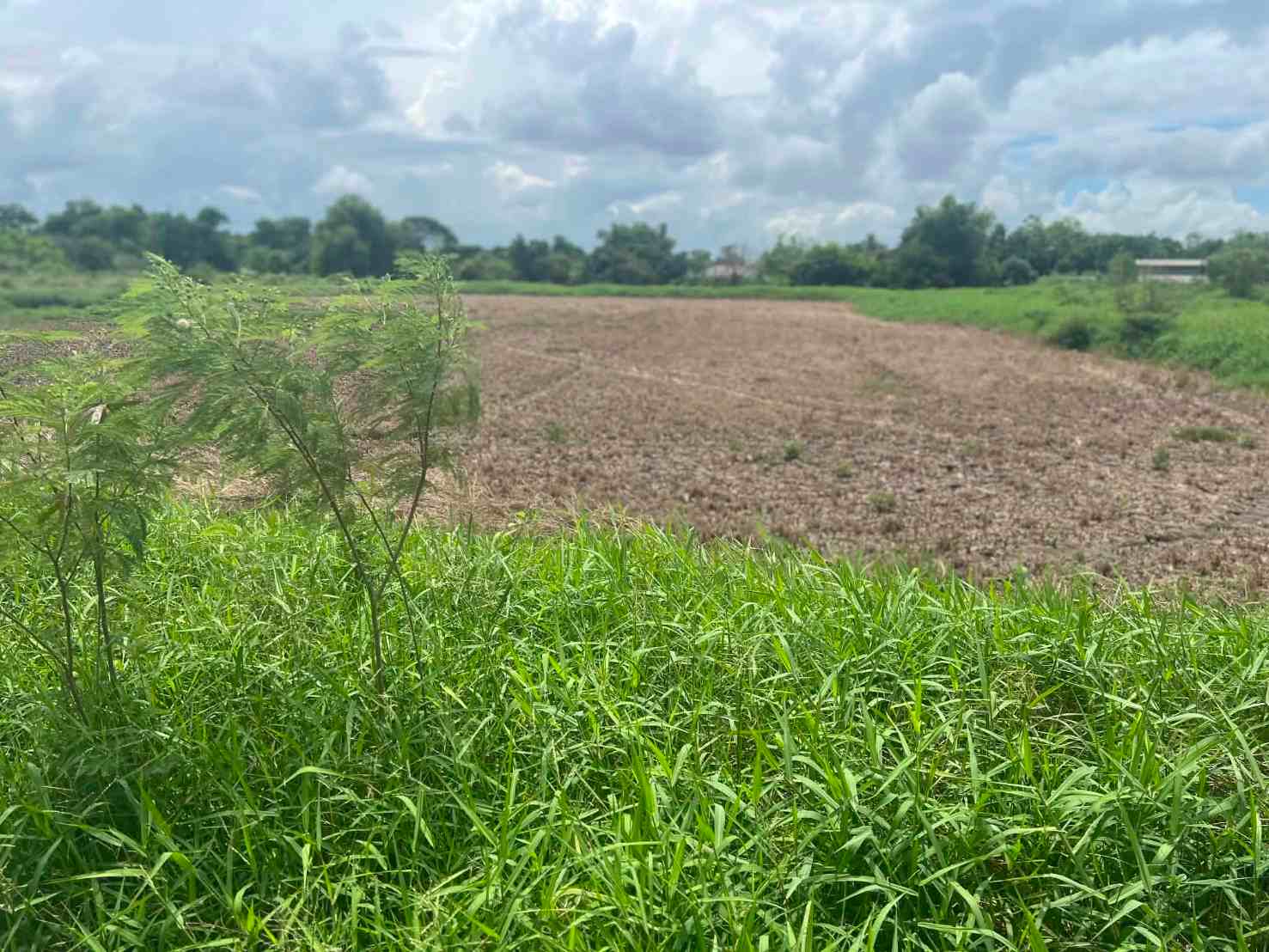 ขายที่ดินเปล่า 4 ไร่ คลองสิบ ลำลูกกา ปทุมธานี       