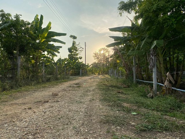 ขายที่ดินพนัสนิคมชลบุรี  โคกหนองนาโมเดล ห่างถนนเส้นหลัก เกาะโพธิ์-พนัสนิคม  300 เมตร 
