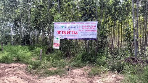 ที่ดินพร้อมสวนป่ายูคาลิปตัส 20-0-18 ไร่ (2แปลงติดกัน) สันป่าตอง นาเชือก มหาสารคาม 