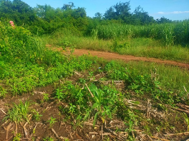 ขายที่ดินทำการเกษตรเป็นที่ไร่ ห่างถนนเส้นสระบุรี-หล่มสักเพียง 1.5 กม. เขตศรีเทพ จ.เพชรบูรณ์