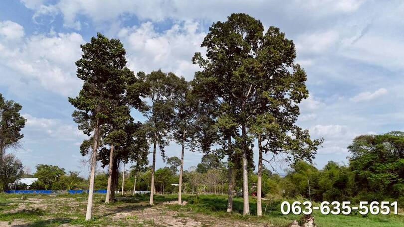 ขายที่สวยหลังตลาดนัดบ้านพริกถูกสุดในโซนนี้ อยู่แหล่งชุมชน ปากซอยมีตลาดนัด เซเว่น โลตัส บิ๊กซี ร้านขายยา