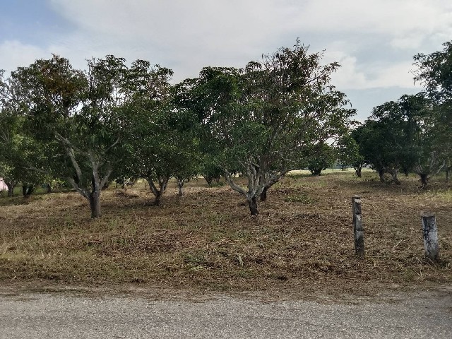 ขายที่ดินเปล่า ราคาถูก เนื้อที่ 2 ไร่ 5 ตารางวา ต. บึงพระ อ. เมืองพิษณ จังหวัดพิษณุโลก