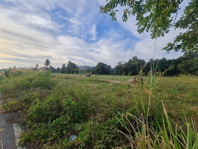 ขายที่ดิน  7ไร่ 3 งาน ยกแปลงหรือแบ่งขาย เหมาะลงทุน ทำรีสอร์ท คาเฟ่ ร้านอาหาร ใกล้ทามารารีสอร์ท ใกล้ซันเพลย์คลับ บางเสร่ สัตหีบ ชลบุรี