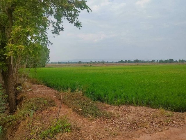 ขายที่ดิน 23 ไร่ 3 งาน 87.7 ตร.ว. อำเภอบางกระทุ่ม จังหวัดพิษณุโลก ราคา 10,000,000 บาท