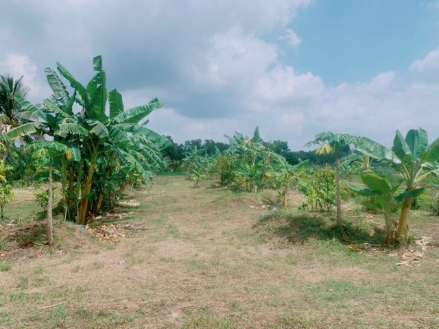 ขายบ้านพร้อมสวนผลไม้ ท่าใหม่ จันทบุรี 22-2-17 ไร่ เหมาะลงทุน ให้ผลผลิตตลอดทั้งปี