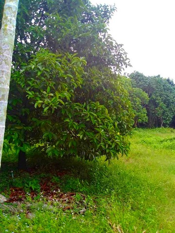 ขาย ที่ดิน สวนผสม ผลไม้ สวนปาล์ม 46 ไร่ อำเภอท่าใหม่ จันทบุรี พร้อมบ้าน 1 หลัง 2 บ่อบาดาล 3 สระน้ำ