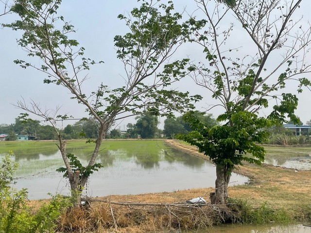 ขาย ที่ดินเปล่า อำเภอลำลูกกา ปทุมธานี  ห่างจาก  โรงเรียนนวมินทราชินูทิศ สวนกุหลาบวิทยาลัย ปทุมธานี 5.5 km.	