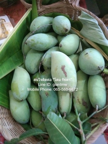 พื้นที่ดิน ขายที่ดินสวนผลไม้หลากหลายชนิด อ.เมืองนครปฐม 3-3-90 ไร่ (1,590 ตร.ว.) 5000000 THAI BAHT  พ.ท. 3 Rai 3 งาน 90 ตาราง-วา ไม่ไกลจาก ทางหลวงพิเศษหมายเลข 81: สายบางใหญ่-กาญจนบุรี (6.4 กม.) ราคาดีเยี่ยม นครปฐม   