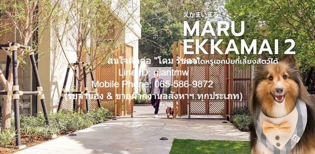 ต้องการให้เช่า CONDOMINIUM มารุ เอกมัย 2 Maru EKKAMAI 2 55 ตาราง.เมตร  ใกล้ BTS เอกมัย ราคางาม